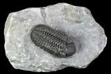 Adrisiops Weugi Trilobite - New Phacopid Species #104959-2